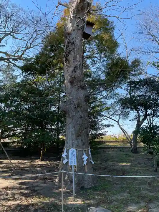 白子神社の{uncategorized: "未分類", other: "その他", undefined: "問題あり", building: "その他建物", grave: "お墓", sacred_gate: "鳥居", guardian: "狛犬", statue: "像", buddha: "仏像", history: "歴史", nature: "自然", garden: "庭園", animal: "動物", pagoda: "塔", temizu: "手水舎", mountain_gate: "山門・神門", sanctuary: "本殿・本堂", subordinate: "末社・摂社", art: "芸術", scenery: "景色", jizo: "地蔵", ema: "絵馬", goshuin: "御朱印", omikuji: "おみくじ", items: "授与品その他", amulet: "お守り", goshuincho: "御朱印帳", eats: "食事", festival: "お祭り", votive_dance: "神楽", shichigosan: "七五三参", wedding: "結婚式", experience: "体験その他", initially: "初詣", around: "周辺", anti_infection: "感染症対策"}