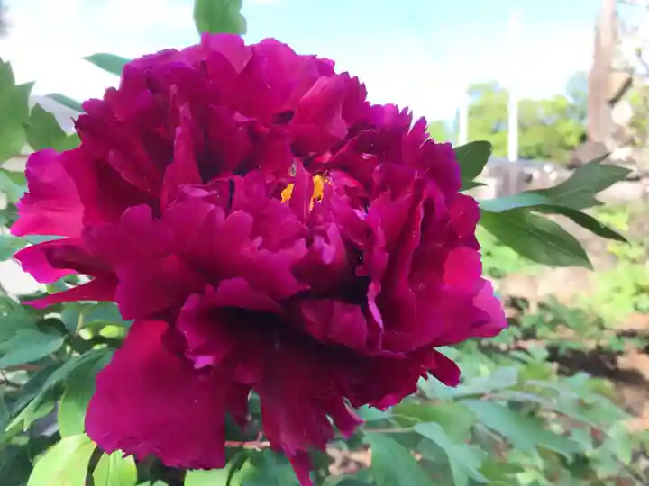 真言宗 善通寺派 薬王寺(香川県)