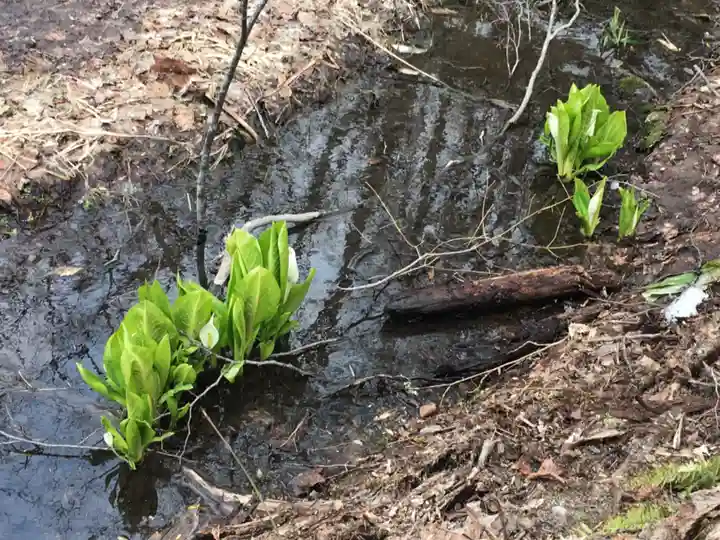 岩見澤神社の自然