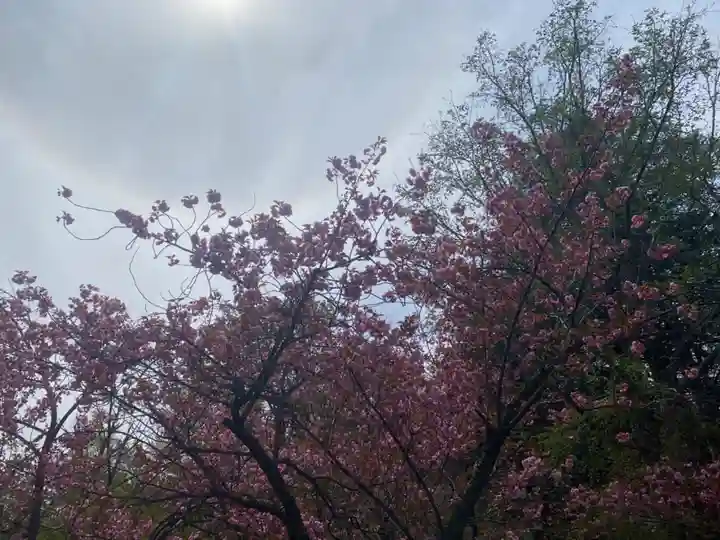 北海道神宮の自然