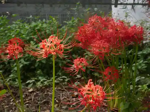 松戸神社の自然
