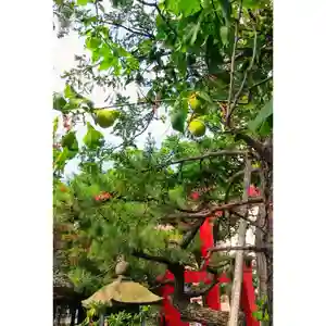 彌彦神社 (伊夜日子神社)の自然(2023年07月29日(土) 12時58分06秒投稿)