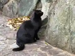 王子神社の動物