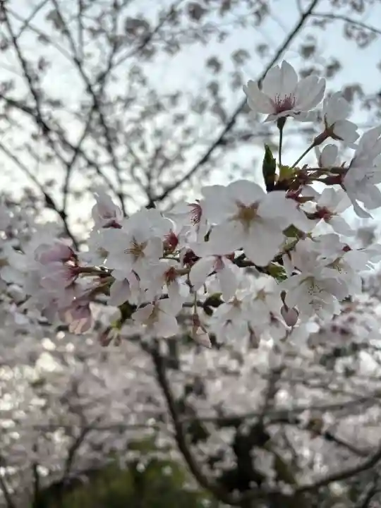 龍城神社の{uncategorized: "未分類", other: "その他", undefined: "問題あり", building: "その他建物", grave: "お墓", sacred_gate: "鳥居", guardian: "狛犬", statue: "像", buddha: "仏像", history: "歴史", nature: "自然", garden: "庭園", animal: "動物", pagoda: "塔", temizu: "手水舎", mountain_gate: "山門・神門", sanctuary: "本殿・本堂", subordinate: "末社・摂社", art: "芸術", scenery: "景色", jizo: "地蔵", ema: "絵馬", goshuin: "御朱印", omikuji: "おみくじ", items: "授与品その他", amulet: "お守り", goshuincho: "御朱印帳", eats: "食事", festival: "お祭り", votive_dance: "神楽", shichigosan: "七五三参", wedding: "結婚式", experience: "体験その他", initially: "初詣", around: "周辺", anti_infection: "感染症対策"}