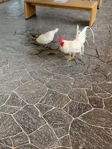 伊勢神宮内宮（皇大神宮）の動物