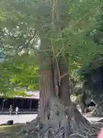 安房神社の{uncategorized: "未分類", other: "その他", undefined: "問題あり", building: "その他建物", grave: "お墓", sacred_gate: "鳥居", guardian: "狛犬", statue: "像", buddha: "仏像", history: "歴史", nature: "自然", garden: "庭園", animal: "動物", pagoda: "塔", temizu: "手水舎", mountain_gate: "山門・神門", sanctuary: "本殿・本堂", subordinate: "末社・摂社", art: "芸術", scenery: "景色", jizo: "地蔵", ema: "絵馬", goshuin: "御朱印", omikuji: "おみくじ", items: "授与品その他", amulet: "お守り", goshuincho: "御朱印帳", eats: "食事", festival: "お祭り", votive_dance: "神楽", shichigosan: "七五三参", wedding: "結婚式", experience: "体験その他", initially: "初詣", around: "周辺", anti_infection: "感染症対策"}