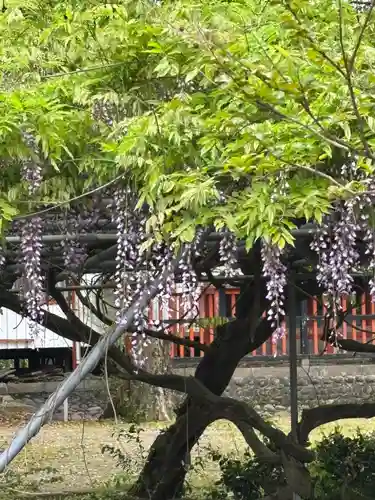 三春天満宮(福岡県)