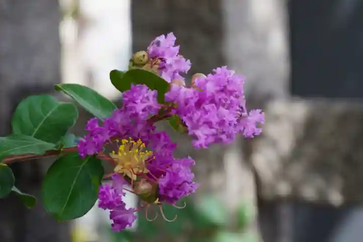 六孫王神社(京都府)