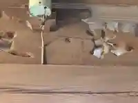 天性院のその他建物