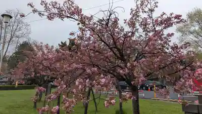 札幌護國神社の自然