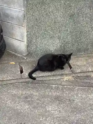 津島神社の動物