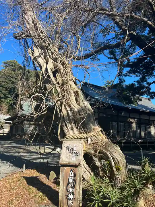 伊古奈比咩命神社の自然
