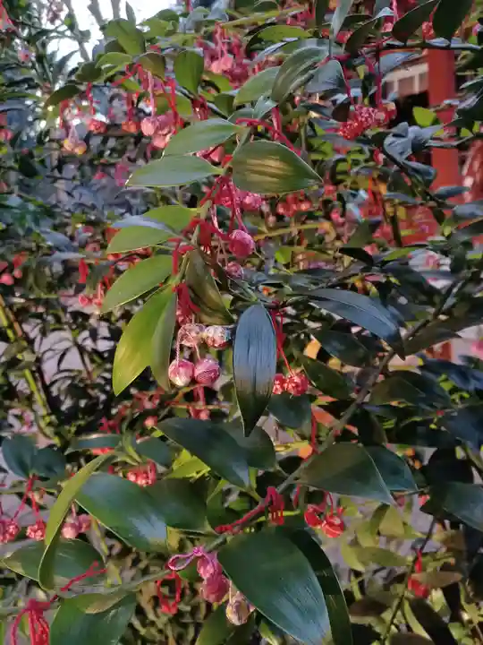 赤坂氷川神社の自然