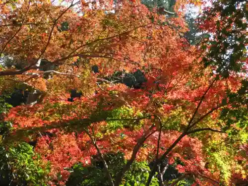 深大寺の自然