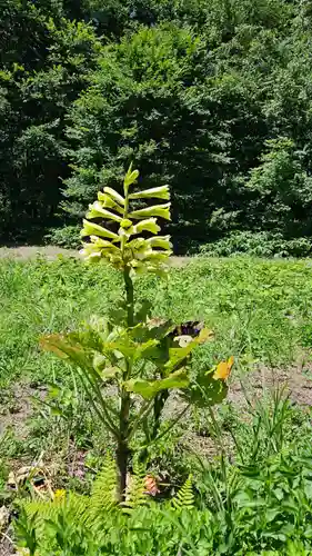 戸隠神社火之御子社(長野県)