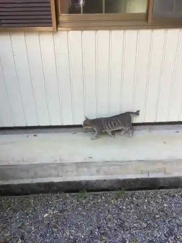 玉野御嶽神社の動物