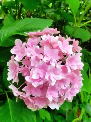 本郷氷川神社(東京都)