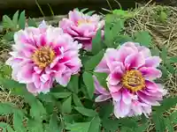 遠照寺(長野県)