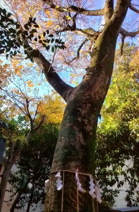 くまくま神社(導きの社 熊野町熊野神社)(東京都)