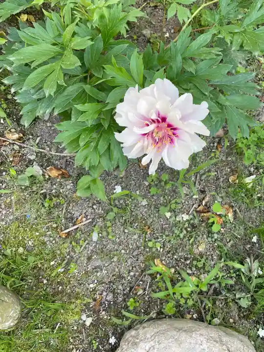 金剛寺(奈良県)