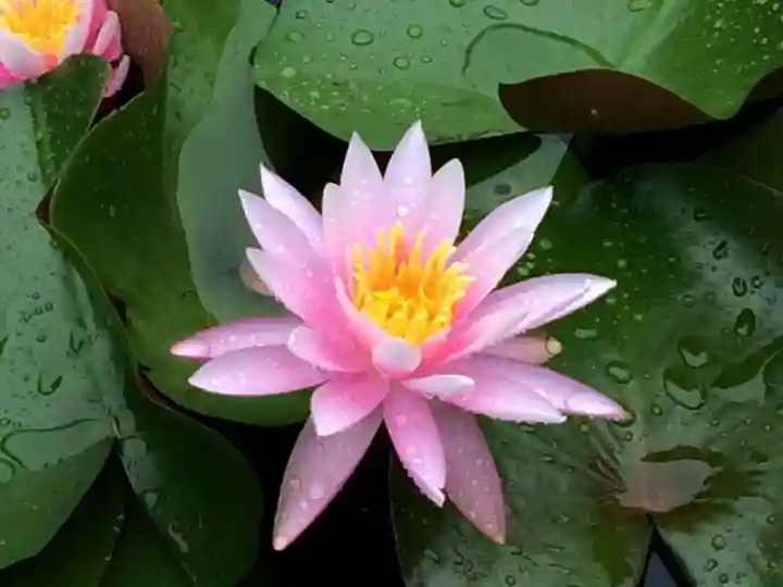 瑠璃光寺(山口県)