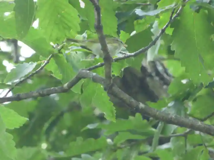留辺蘂神社の動物