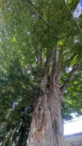 住吉神社の{uncategorized: "未分類", other: "その他", undefined: "問題あり", building: "その他建物", grave: "お墓", sacred_gate: "鳥居", guardian: "狛犬", statue: "像", buddha: "仏像", history: "歴史", nature: "自然", garden: "庭園", animal: "動物", pagoda: "塔", temizu: "手水舎", mountain_gate: "山門・神門", sanctuary: "本殿・本堂", subordinate: "末社・摂社", art: "芸術", scenery: "景色", jizo: "地蔵", ema: "絵馬", goshuin: "御朱印", omikuji: "おみくじ", items: "授与品その他", amulet: "お守り", goshuincho: "御朱印帳", eats: "食事", festival: "お祭り", votive_dance: "神楽", shichigosan: "七五三参", wedding: "結婚式", experience: "体験その他", initially: "初詣", around: "周辺", anti_infection: "感染症対策"}