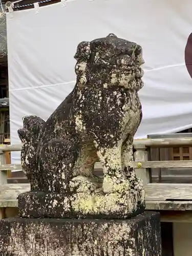 闘鶏神社の狛犬