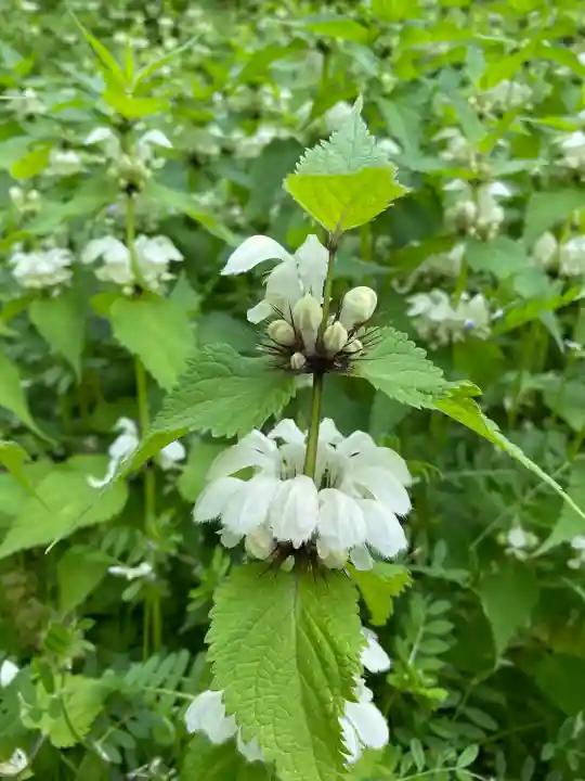 高任神社(新潟県)