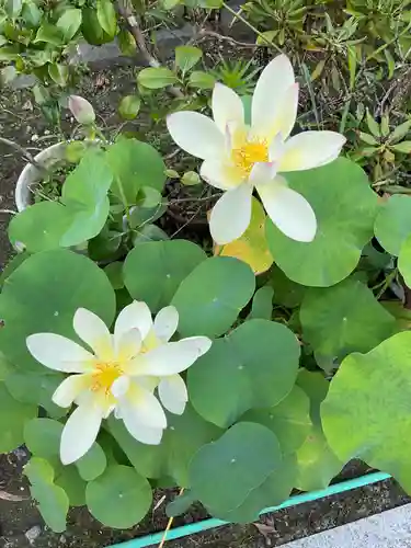 一心寺・一心禅寺の庭園