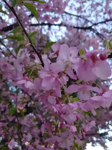 井伊谷宮の自然