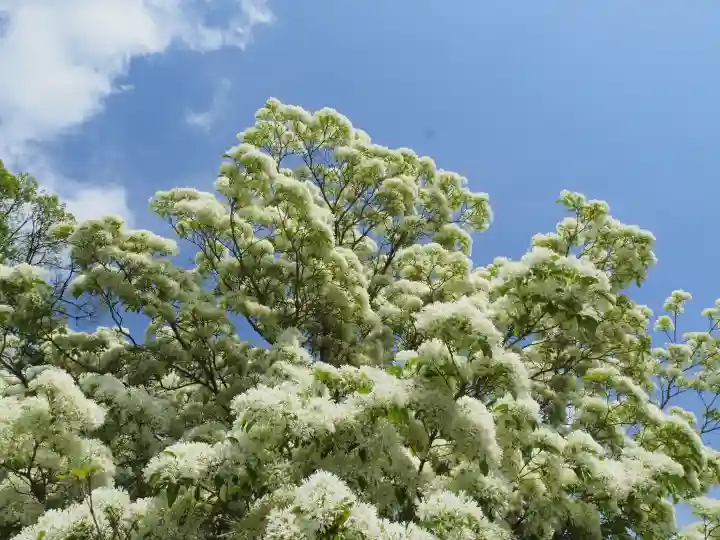 成就院の{uncategorized: "未分類", other: "その他", undefined: "問題あり", building: "その他建物", grave: "お墓", sacred_gate: "鳥居", guardian: "狛犬", statue: "像", buddha: "仏像", history: "歴史", nature: "自然", garden: "庭園", animal: "動物", pagoda: "塔", temizu: "手水舎", mountain_gate: "山門・神門", sanctuary: "本殿・本堂", subordinate: "末社・摂社", art: "芸術", scenery: "景色", jizo: "地蔵", ema: "絵馬", goshuin: "御朱印", omikuji: "おみくじ", items: "授与品その他", amulet: "お守り", goshuincho: "御朱印帳", eats: "食事", festival: "お祭り", votive_dance: "神楽", shichigosan: "七五三参", wedding: "結婚式", experience: "体験その他", initially: "初詣", around: "周辺", anti_infection: "感染症対策"}