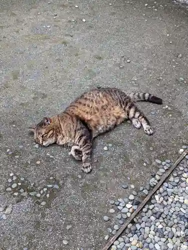 太田姫稲荷神社の動物