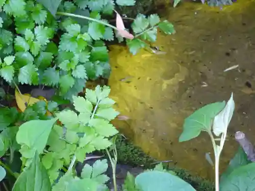 白笹稲荷神社の自然