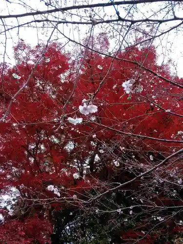 鳳来山東照宮の自然