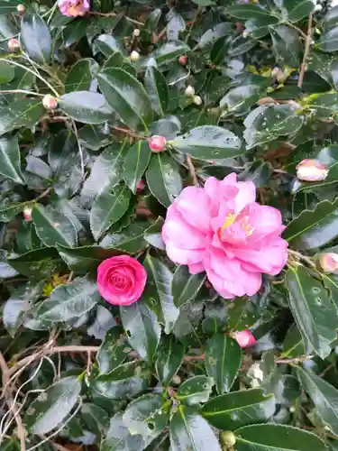 鎮懐石八幡宮(福岡県)