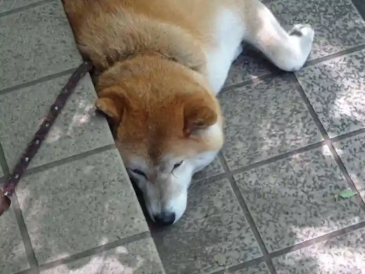 笠䅣稲荷神社の動物