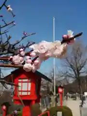 足立山妙見宮（御祖神社）の自然