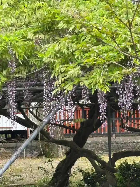 三春天満宮(福岡県)