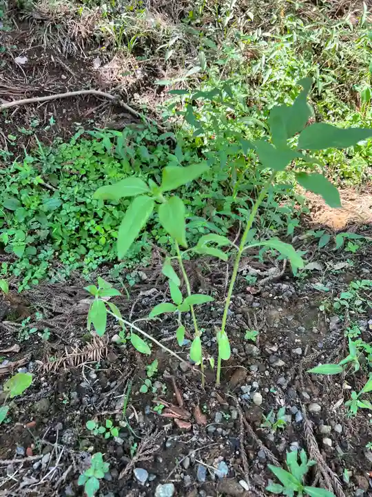 大宮温泉神社の自然