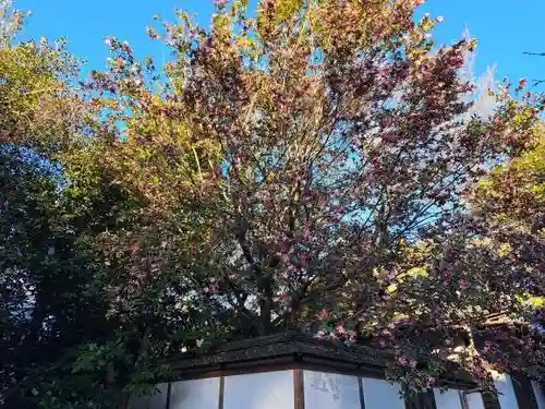 平野神社(京都府)