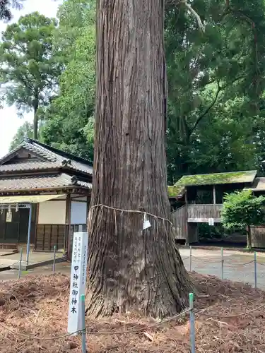 甲神社の自然