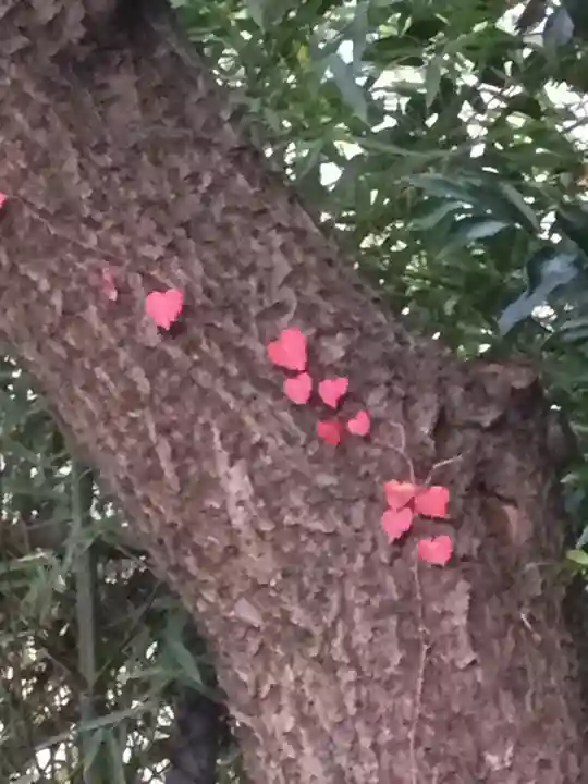 町田天満宮の自然