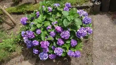 海老坂薬師の自然