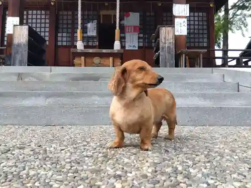 杉杜白髭神社(福井県)