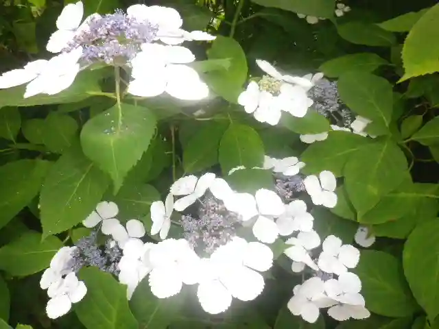 御霊神社の自然