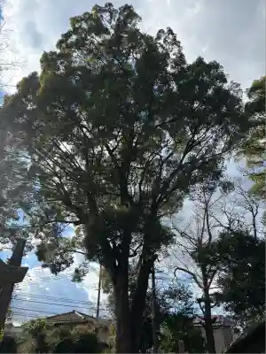 膳所神社の自然