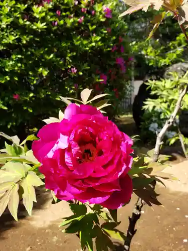 愛染院(東京都)