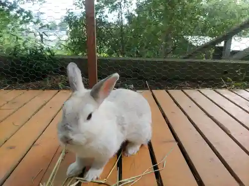 高山神社(群馬県)