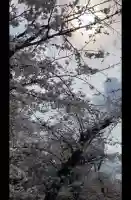 寛永寺不忍池弁天堂の{uncategorized: "未分類", other: "その他", undefined: "問題あり", building: "その他建物", grave: "お墓", sacred_gate: "鳥居", guardian: "狛犬", statue: "像", buddha: "仏像", history: "歴史", nature: "自然", garden: "庭園", animal: "動物", pagoda: "塔", temizu: "手水舎", mountain_gate: "山門・神門", sanctuary: "本殿・本堂", subordinate: "末社・摂社", art: "芸術", scenery: "景色", jizo: "地蔵", ema: "絵馬", goshuin: "御朱印", omikuji: "おみくじ", items: "授与品その他", amulet: "お守り", goshuincho: "御朱印帳", eats: "食事", festival: "お祭り", votive_dance: "神楽", shichigosan: "七五三参", wedding: "結婚式", experience: "体験その他", initially: "初詣", around: "周辺", anti_infection: "感染症対策"}